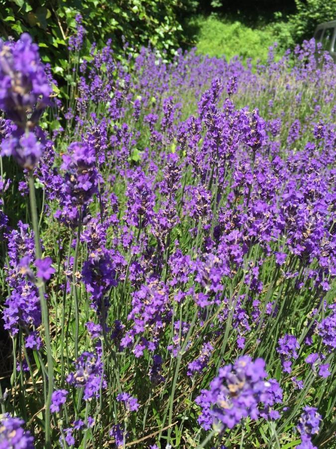 La Fleur Et Le Soleil Alojamento de Acomodação e Pequeno-almoço *