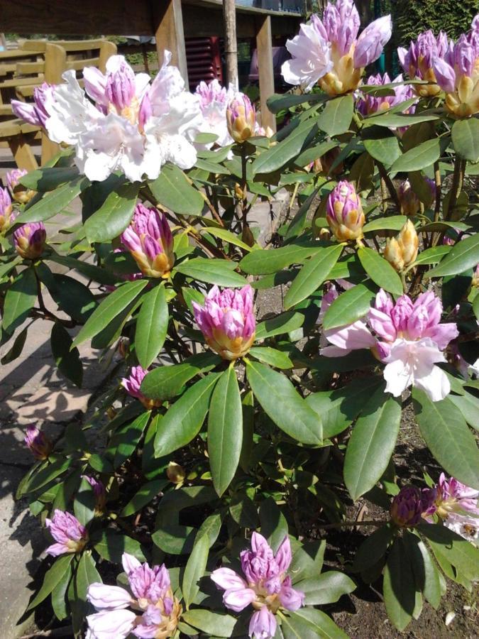 La Fleur Et Le Soleil Alojamento de Acomodação e Pequeno-almoço Durbuy
