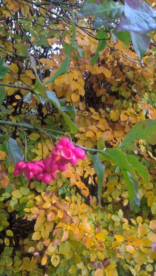 La Fleur Et Le Soleil Alojamento de Acomodação e Pequeno-almoço