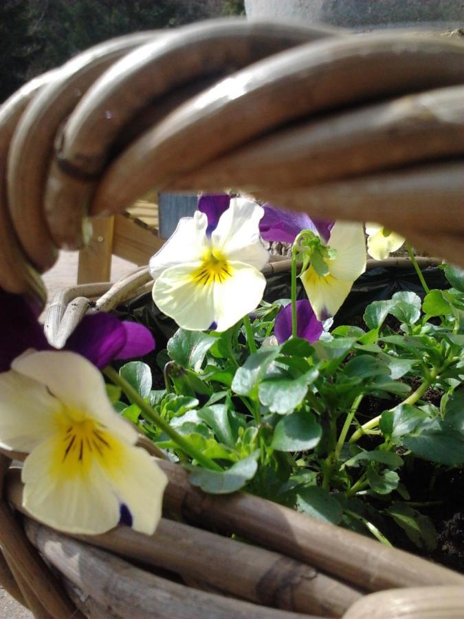 La Fleur Et Le Soleil Alojamento de Acomodação e Pequeno-almoço *